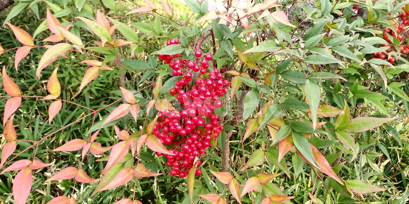 plant,식물,열매,가을,autumn,fall,식물,자연,plants,nature