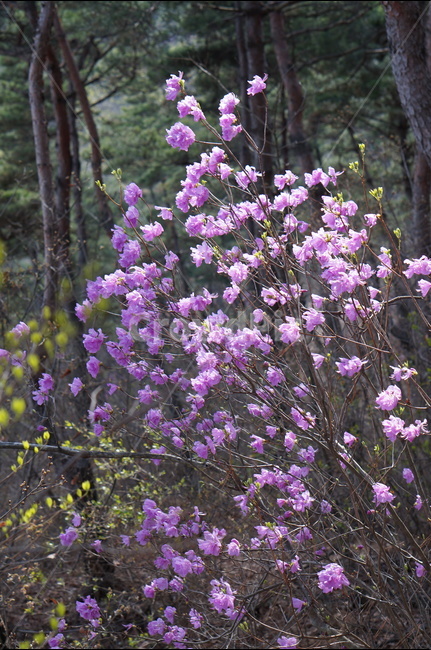 진달래,핑크,분홍,4월,식용,봄,빛,산,봄,계절,spring,season,식물,자연,plants,nature,꽃,flower,plant