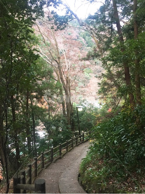나무,숲,등산로,오솔길,옥외