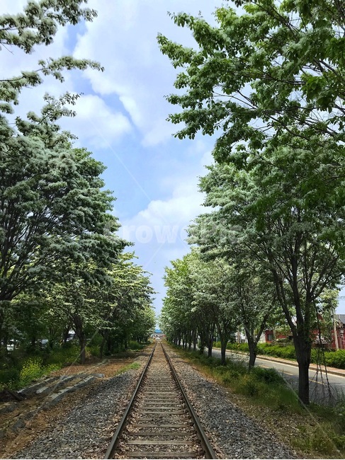 풍경,이팝나무,철길,여름꽃,자연,자연,풍경,nature,landscape,rail,레일,train track,기찻길,transportation,교통,railway,철도,gravel,자갈,dirt road,흙길,road,도로