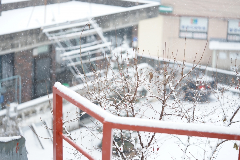 눈,설경,풍경,풍경사진,겨울,겨울이야기,윈터,winter,계절,추위,눈내리는날,감성,감성사진,겨울풍경,느낌,나무,snow,스노우,바람,한파,날씨,하얀색,화이트,흰색,겨울,계절,winter,season,도시,풍경,city,landscape,한국도시풍경,한국도시경관,korea cityscape,nature,자연,outdoors,옥외