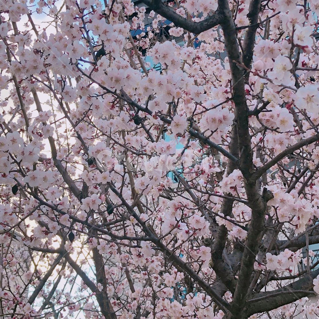 벚꽃,꽃,하늘,나무,분홍,봄,계절,spring,season,식물,자연,plants,nature,꽃,flower,plant,blossom,cherry blossom