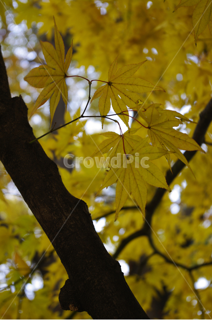 가을,fall,나무,식물,plant,단풍,잎,가을,계절,fall,autumn,season,leaf,tree