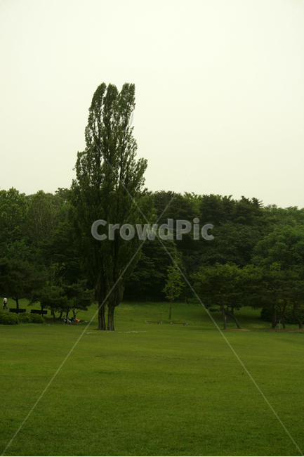 나무,쉼,힐링,여유,공원,식물,plants,nature,잔디,자연,풍경,nature,landscape,식물,plants,나무,trees,wood,field,들,plant,grass,outdoors,옥외,golf course,골프 코스
