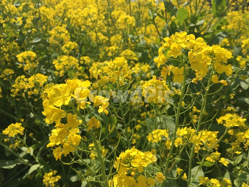 유채꽃,봄,노란꽃,꽃,하늘,유채,봄꽃,봄,계절,spring,season,식물,자연,plants,nature,꽃,flower,field,들