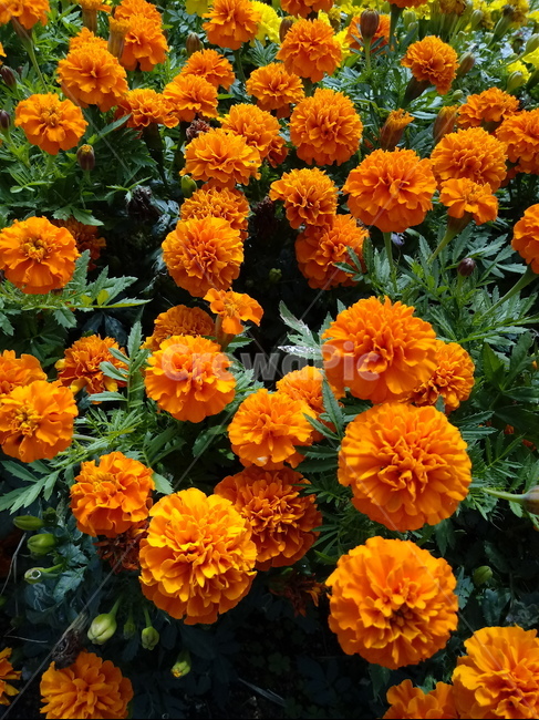 꽃,식물,꽃잎,plant,flower,blossom,금잔화,금송화,메리골드,하국,도경,merigold,식물,자연,plants,nature,꽃,flower