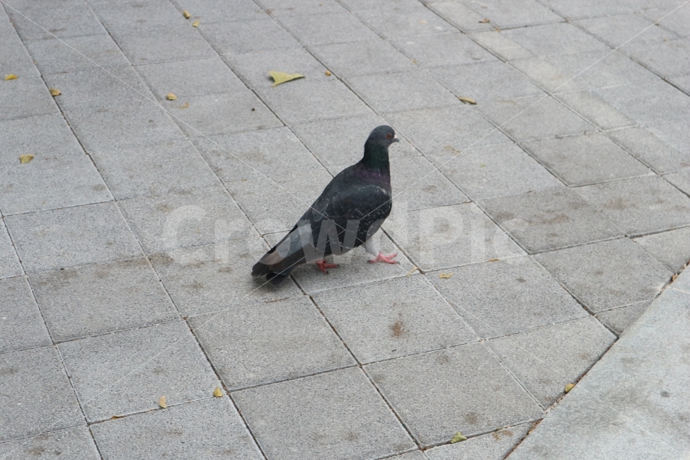 비둘기,동물,새,조류,Dove,Korea,동물,animal,조류,새,birds