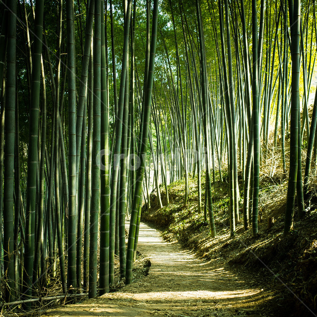 대나무,초록배경,광양,대나무길,숲길,숲속,자연,풍경,nature,landscape,plant,식물