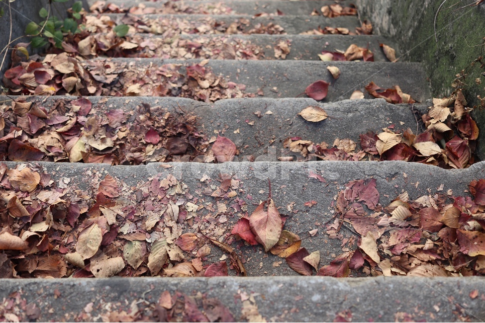 가을,배경,자연,낙엽,단풍,식물,가을,계절,fall,autumn,season,plant,leaf,잎,ground,바닥
