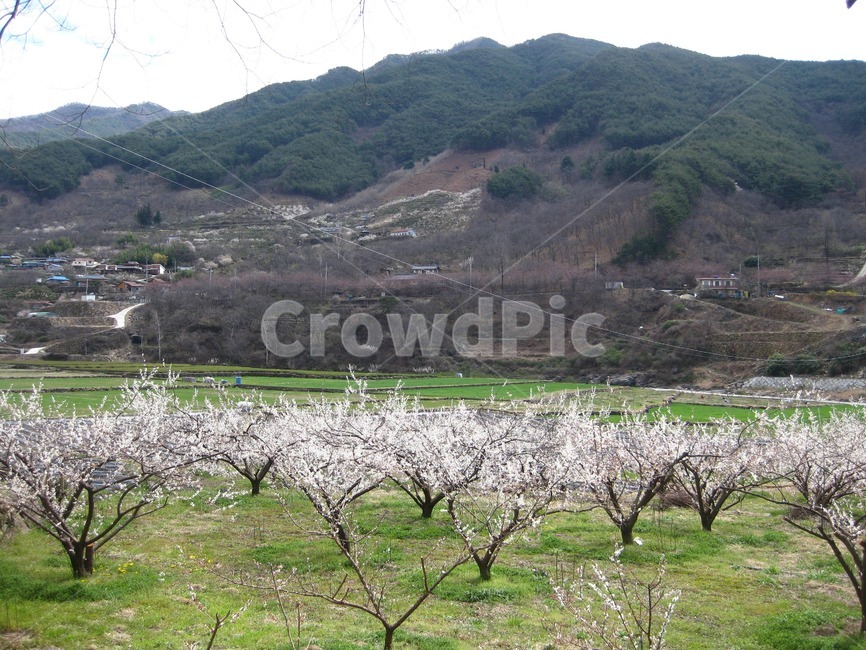 봄꽃,꽃,봄,flower,blossom,꽃송이,매화,하동,섬진강,구릉,산자락,초록,십리벚꽃