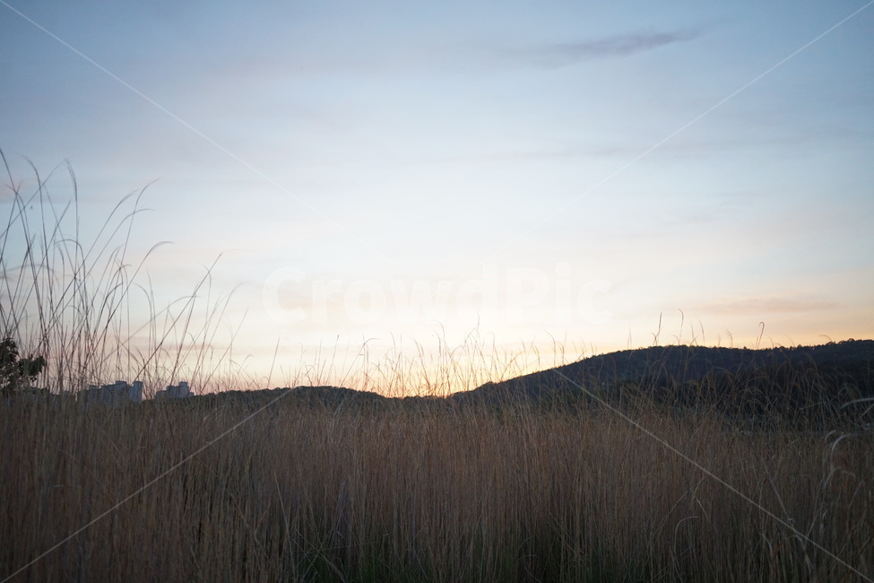 들판,갈대,노을,해질녘,가을,자연,풍경,nature,landscape,outdoors,옥외,grassland,목초지,field,들,grass,잔디,plant,식물