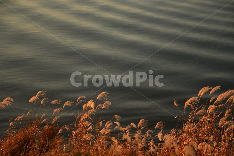 식물,갈대,한강,물,분위기,reed,plant,hanriver,노을