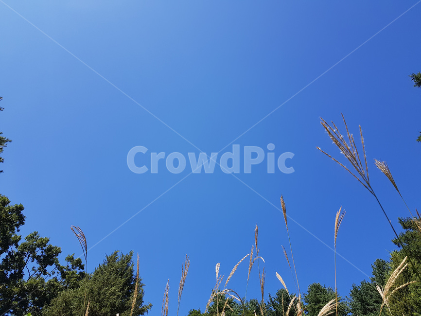 자연,식물,가을,하늘,감성,푸른,강아지풀,산,하늘색,자연,풍경,nature,landscape,grass,잔디,plant