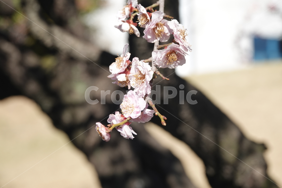식물,꽃,벚꽃,봄,plkant,blossom,flower,cherryblossom,봄,계절,spring,season,식물,자연,plants,nature,꽃,flower