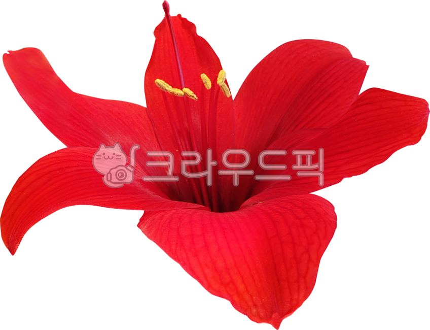 꽃,꽃잎,벨라도나수선속,아마릴리스,백합,레드,빨강,블로섬,개화,식물,꽃밥,flower,petal,amaryllis,belladonna,lily,red,blossom,flowering,plant,anther