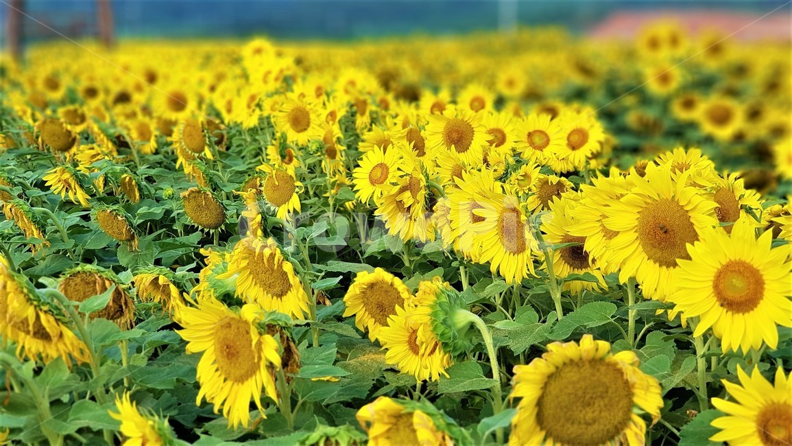 해바라기,꽃,식물,자연,아름다움,태양,sun,가을,여름,계절,plants,season,nature,summer,sunflower