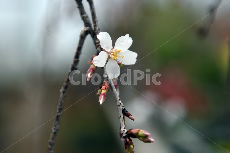 식물,꽃,감성사진,자연,flower,꽃사진,봄,봄꽃,계절,감성,4월,spring,힐링,자연풍경,풍경,봄,계절,spring,season,식물,자연,plants,nature,꽃,flower,plant