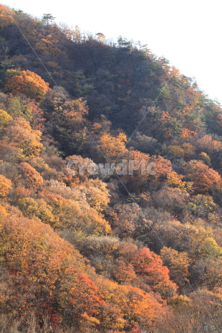 가을,단풍,tree,나무,plant,식물,가을,계절,fall,autumn,season,자연,풍경,nature,landscape