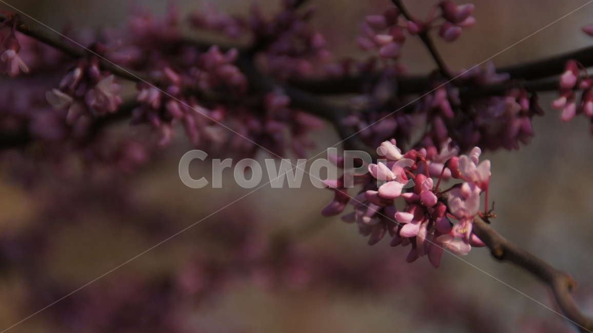 자연,꽃,나무,매화,분홍,식물,자연,plants,nature,꽃,flower