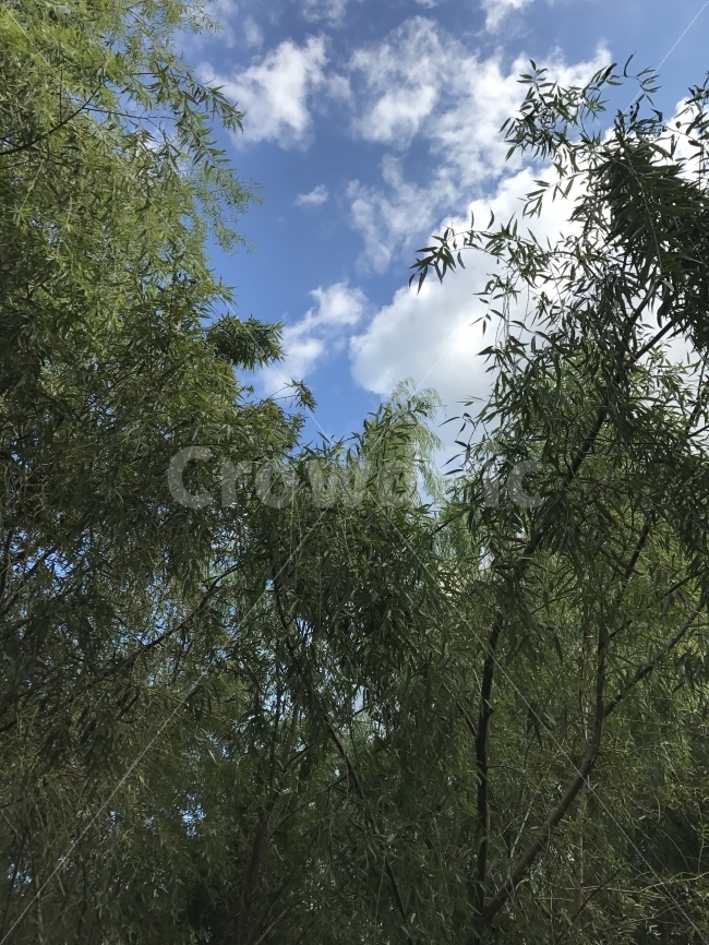 자연,풀,숲,아름다움,맑음,초록,사진,나무,식물,자연,plants,nature,나무,trees,wood,휴식,힐링,rest,relaxation,healing