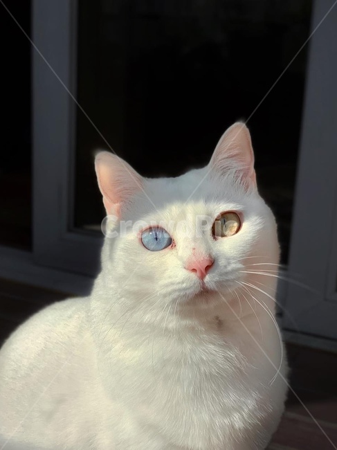 고양이,오드아이,애견묘,동물,감성사진,흰색고양이,cat,동물,animal,포유류,mammal,고양이,cat,kitten,kitty