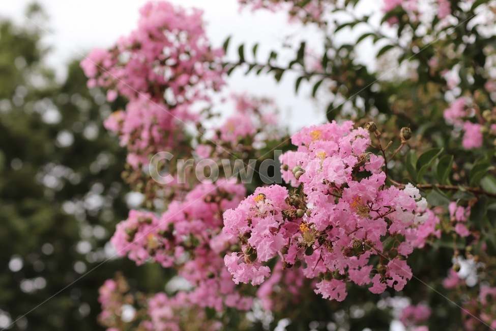 배롱나무,배롱,꽃,plant,식물,flower,분홍꽃,식물,자연,plants,nature,꽃,flower