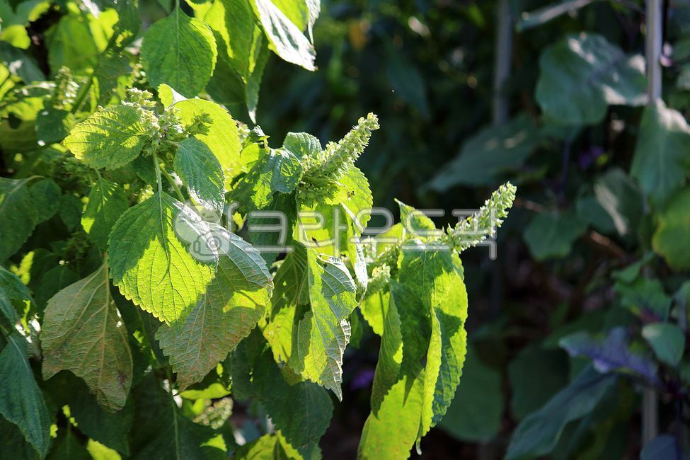 plant,식물,깨,들깨,꺳잎