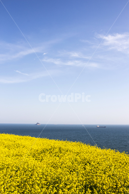 유채꽃,유채,바다,섬,꽃,봄,봄꽃,하늘,구름,봄,계절,spring,season,자연,풍경,nature,landscape,outdoors,옥외,grassland,목초지,field,들