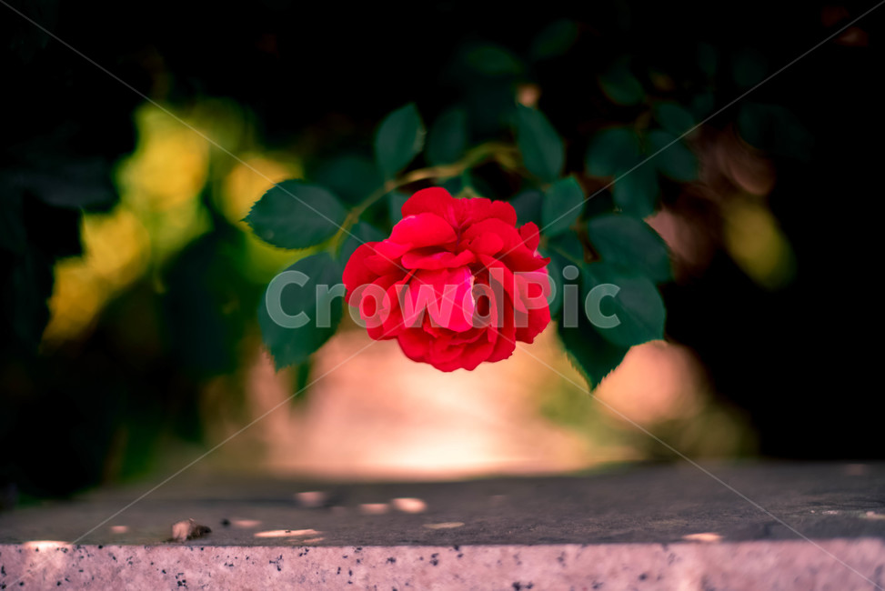 식물,꽃,장미,장미꽃,레드,식물,자연,plants,nature,꽃,flower