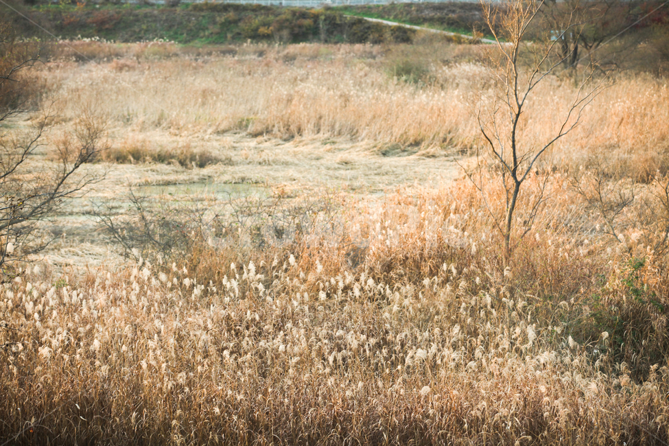 가을,가을풍경,가을갈대,갈대,갈대숲,자연,계절,fallautumnseason,식물,plants,가을,계절,fall,autumn,season,자연,풍경,nature,landscape,식물,plants,나무,trees,wood,plant,grass,잔디