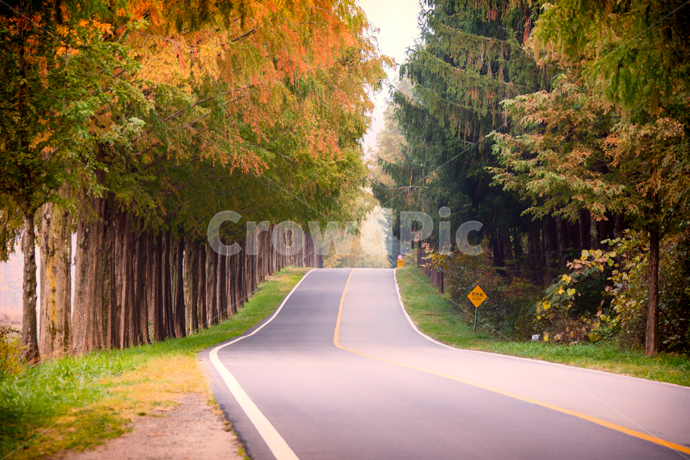 메타세콰이어길,단풍길,road,도로,나무,나무길,모래재길,모래재,가을,계절,fall,autumn,season,자연,풍경,nature,landscape,한국자연풍경,한국자연경관,korea nature landscape,asphalt,아스팔트,tree,plant,식물