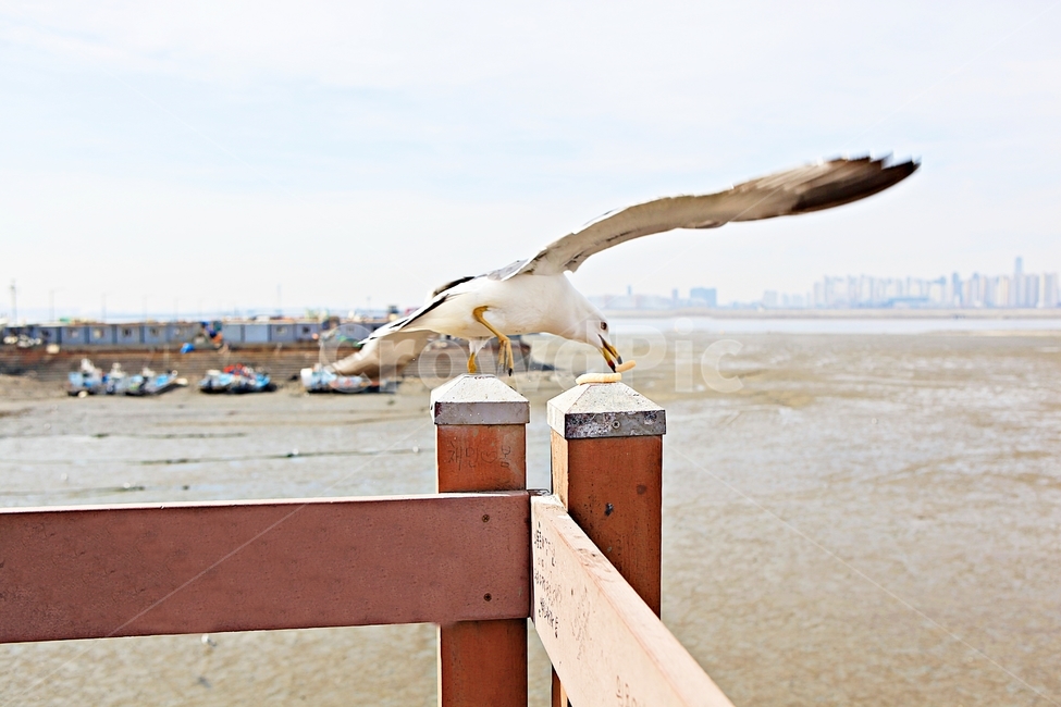 갈매기,조류,새,하늘,자연,풍경,배경,풍광,동물,animal,조류,새,birds