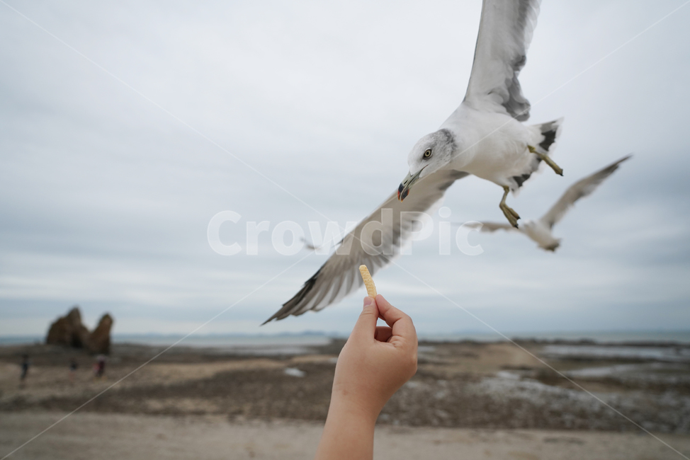 commongull,새우깡,갈매기,animal,동물,bird,flying,새,제부도,동물,animal,조류,새,birds