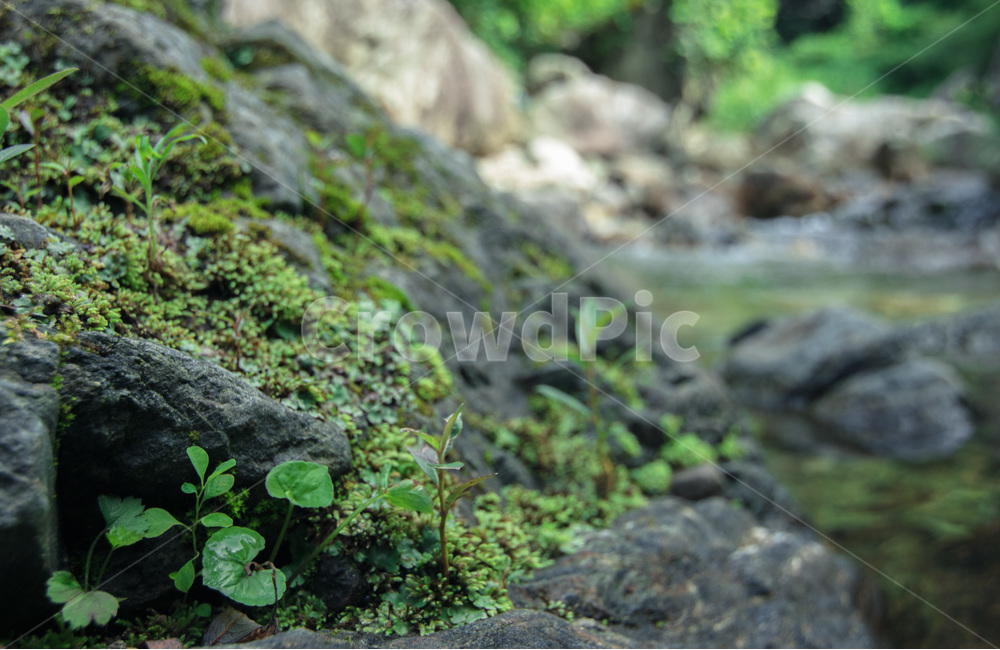 이끼,돌,식물,계속,산,감성,식물,자연,plants,nature
