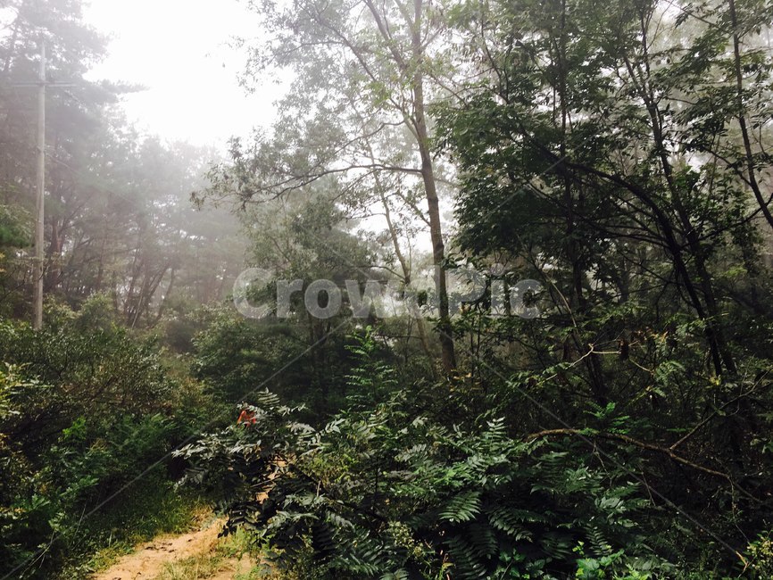 outdoors,옥외,nature,자연,날씨,weather,산길,숲,나무,길