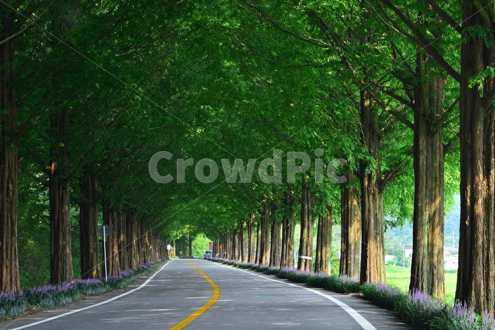 plant,식물,tree,나무,vegetation,초목,path,통로,outdoors,옥외,grove,작은숲,nature,자연,메타길,메타스콰이어길,맥문동,맥문동길,여름,계절,숲길,순창,road,도로,asphalt,아스팔트