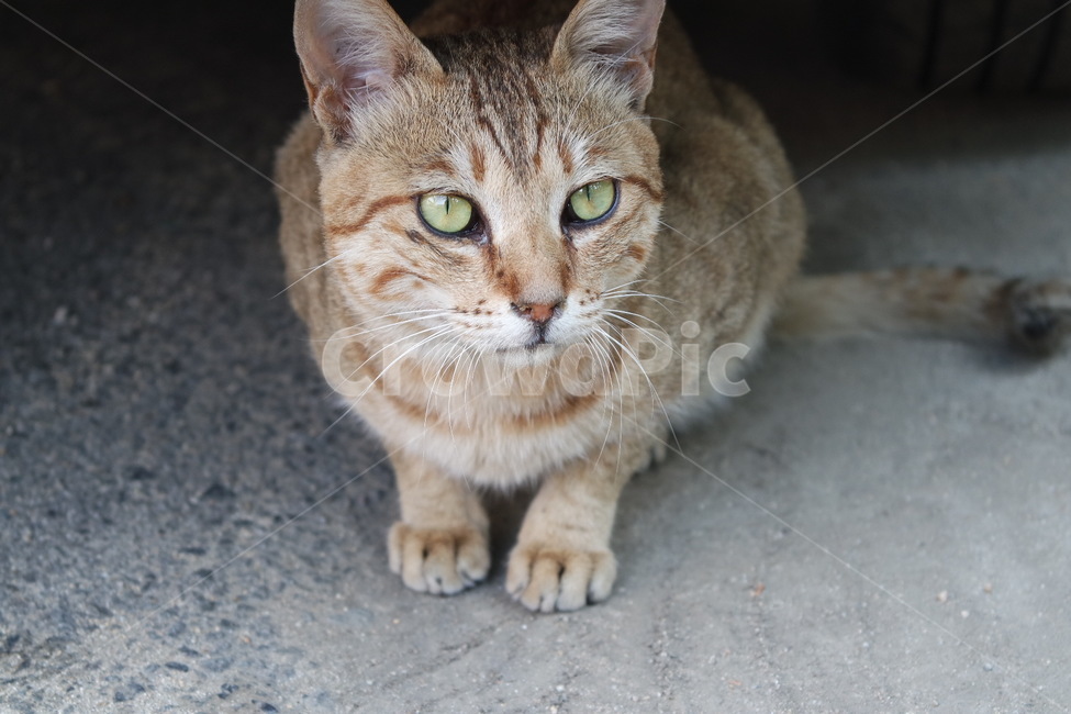 고양이,길고양이,유기묘,치즈냥,동물,동물,animal,포유류,mammal,고양이,cat,kitten,kitty