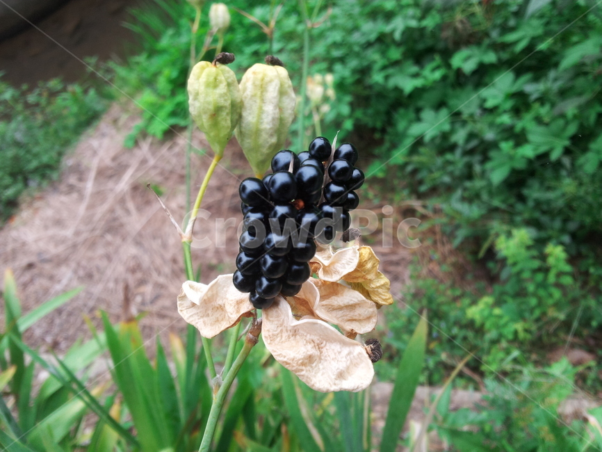 식물,plant,오랑캐꽃,야생화,열매