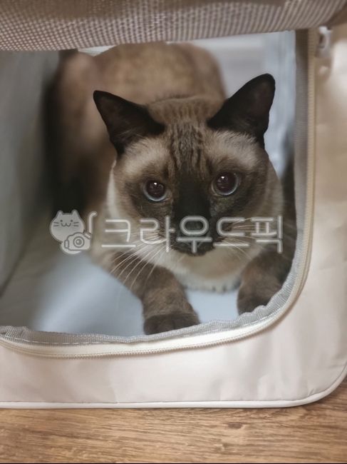 siamese cat,Pets,cat,Siamese,animal,pet