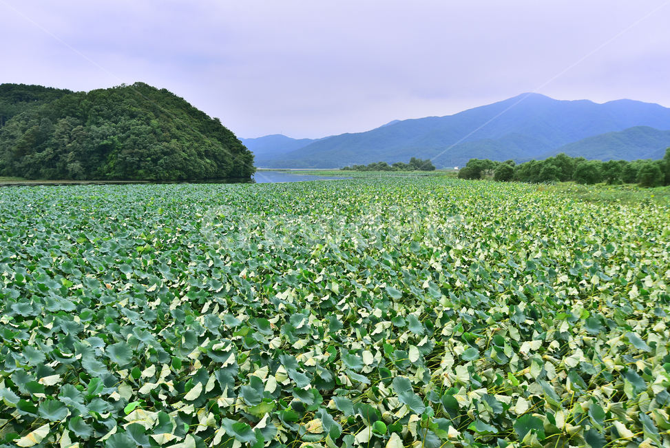 산업,농업,농작물,먹거리,식재료,음식재료,요리재료,재배,식용,푸드,food,green,연밭,연잎,수생식물,양수리,그린,식물,plant,outdoors,옥외,nature,자연,lotus,background,배경,바탕,백그라운드,그리너리,초록색,녹색,계절,시즌,자연,풍경,nature,landscape,land,땅