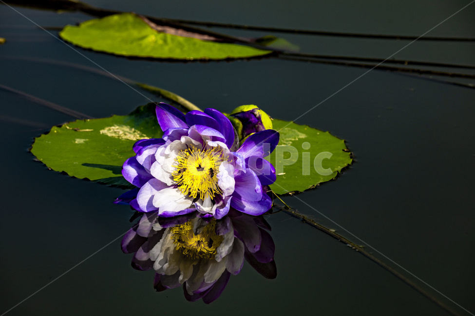 수련,에이트런스,청순,반영,연못,습지,연꽃,연,꽃,flower,식물,감성,수상식물,식물,자연,plants,nature
