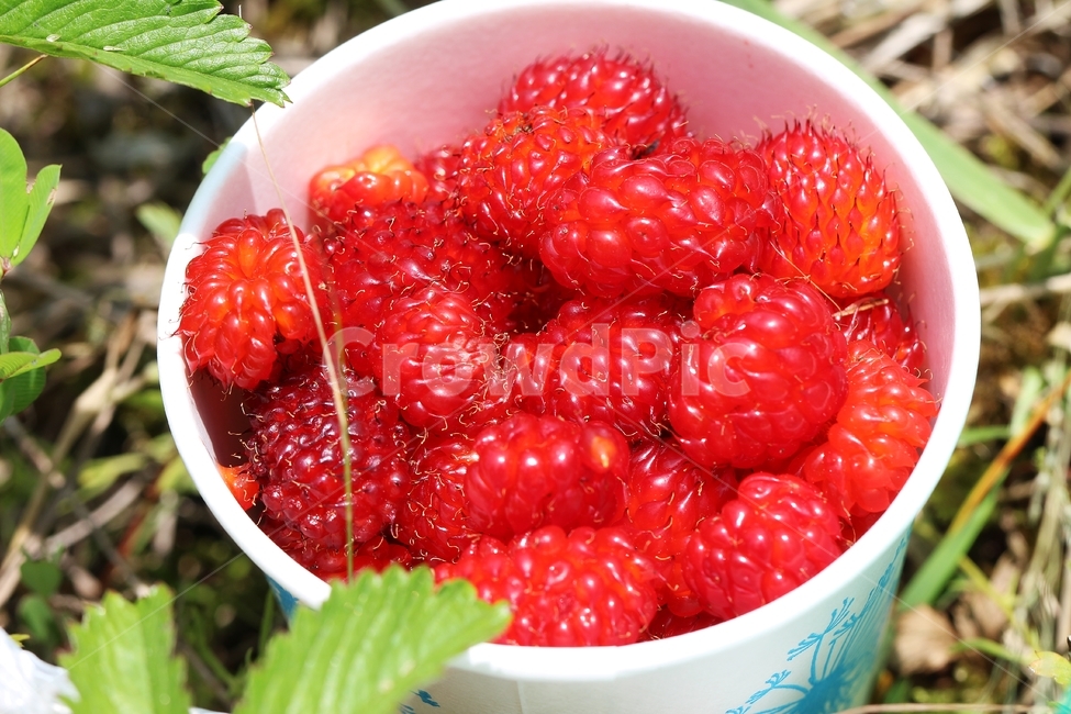 raspberry,Natural raspberries,Fruit,fruit,Bokbunja,strawberry,food,Red,red,naturalacid,plant