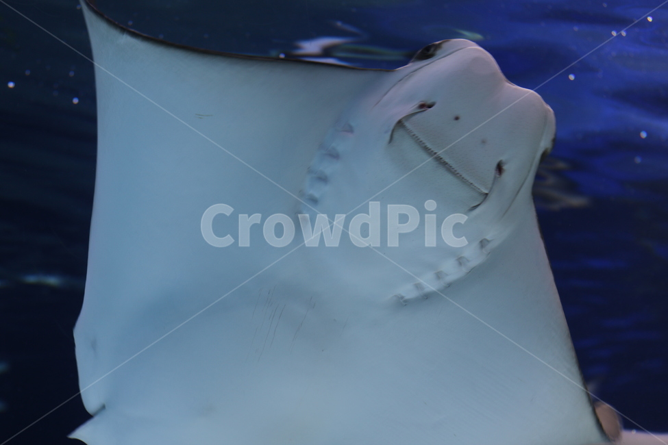 face,expression,ocean,fish,flounder,aquarium