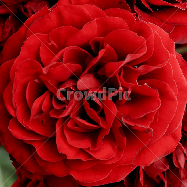 꽃,장미,rose,redrose,붉은장미,장미꽃,꽃잎,야생식물,야생화,wildflower,wildplant,꽃말,symbolism,petal,flower,식물,자연,plants,nature,꽃,flower