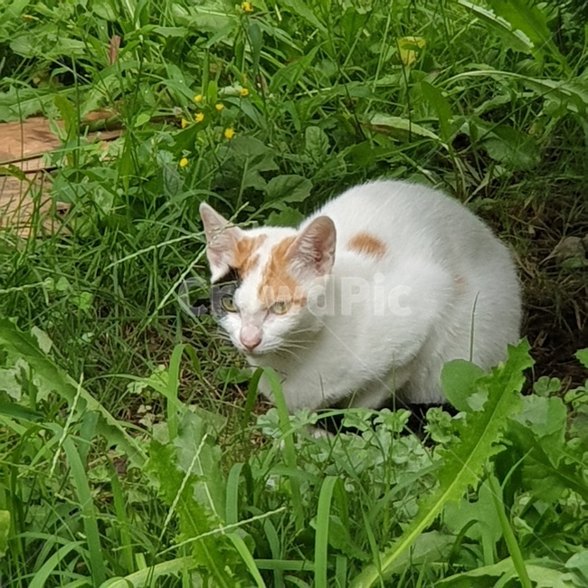 grass,잔디,plant,cat,고양이,animal,동물,식물,cute
