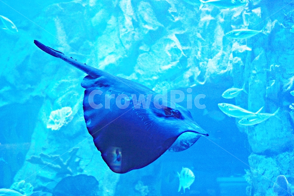 가오리,어패류,연골어류,아쿠아리움,수족관,물,배경,동물,animal,어류,물고기,fish