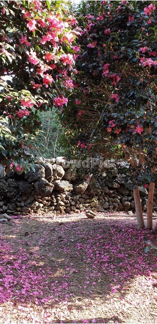 동백나무,동백꽃,꽃잎,꽃비,ground,햇살,sunshine,camellia
