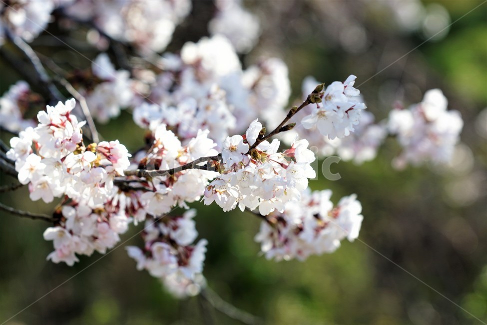 벚꽃,봄,꽃,나무,자연,식물,예쁨,아름다움,하얀색,분홍색,감성,느낌,nature,flower,spring,white,pink,beauty,emotion,feeling,tree,봄,계절,spring,season,꽃,flower,plant,blossom