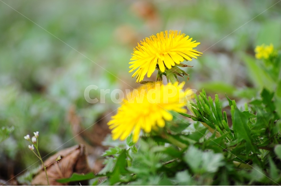 야생화,아지랑이,민들레,홀씨,그린,봄,계절,spring,season,식물,자연,plants,nature,꽃,flower,plant