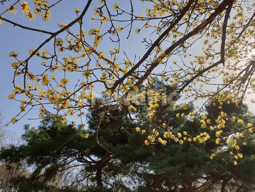 산수유,꽃,노랑,봄,풍경,자연,풍경,nature,landscape,tree,나무,plant,식물
